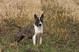 BULL TERRIER MINIATURE 323